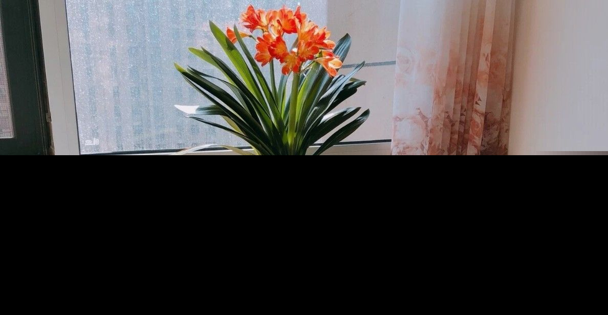 十大客厅风水植物（客厅养什么植物好养且风水又好）-第2张图片