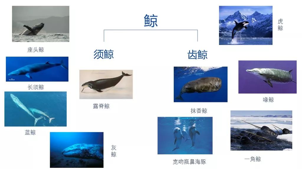 鲸鱼是什么动物,鲸鱼动物百科-第2张图片