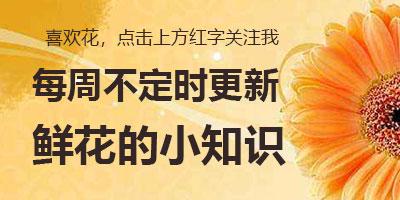 扫墓用什么花(上坟用花一般多少朵)-第3张图片 扫墓用什么花(上坟用花一般多少朵)-第3张图片