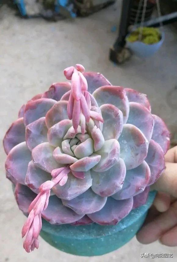 多肉植物怎么养(多肉植物10大养护技巧)-第11张图片 多肉植物怎么养(多肉植物10大养护技巧)-第11张图片