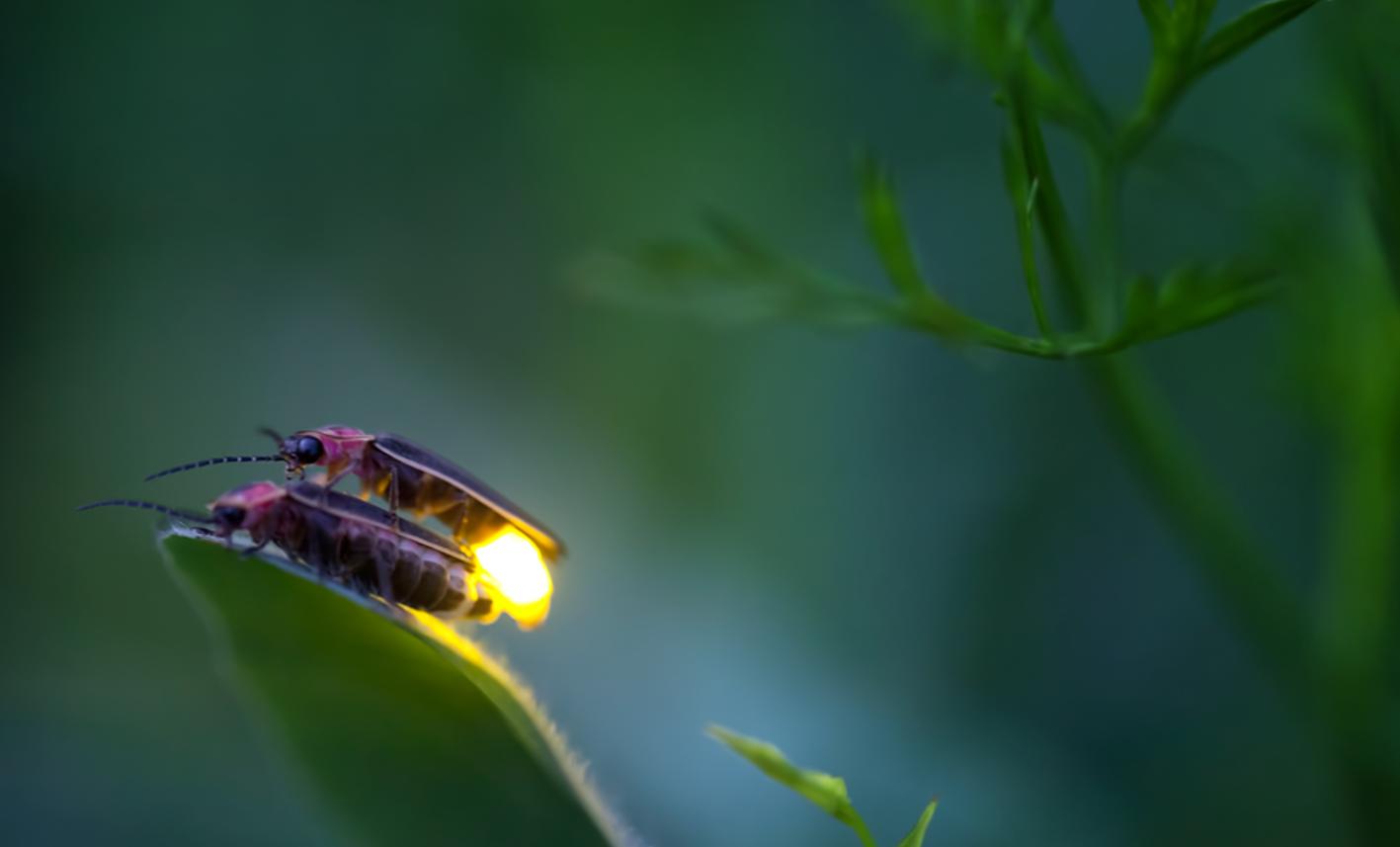 萤火虫是怎么发光的（抓到的萤火虫的卵和幼虫能发光吗 ）-第7张图片