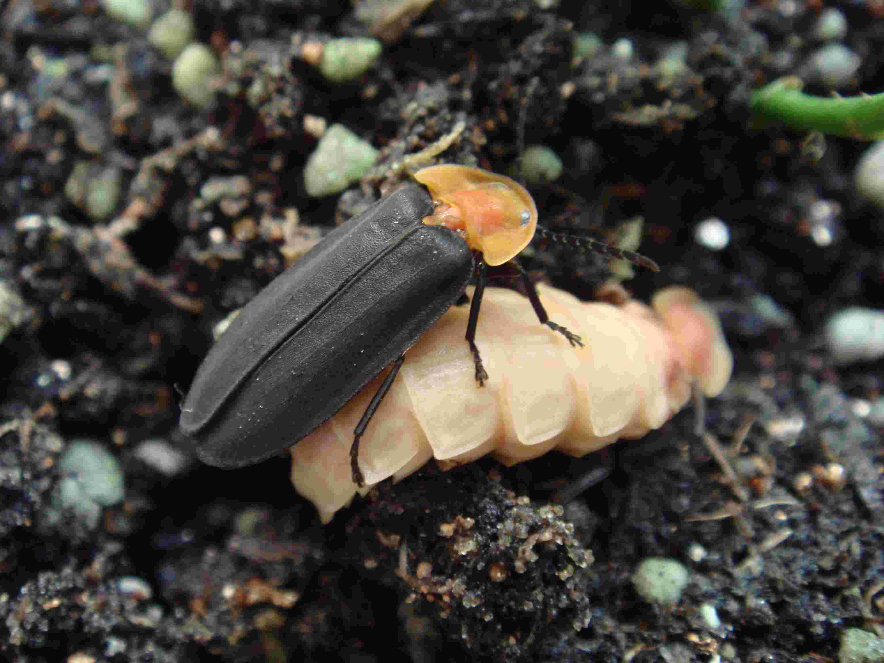 萤火虫是怎么发光的（抓到的萤火虫的卵和幼虫能发光吗 ）-第10张图片