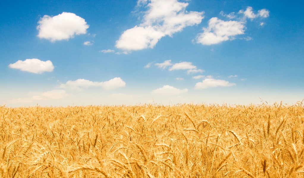世界小麦产量排名前十（世界各国小麦产量排行榜第一的国家）-第1张图片