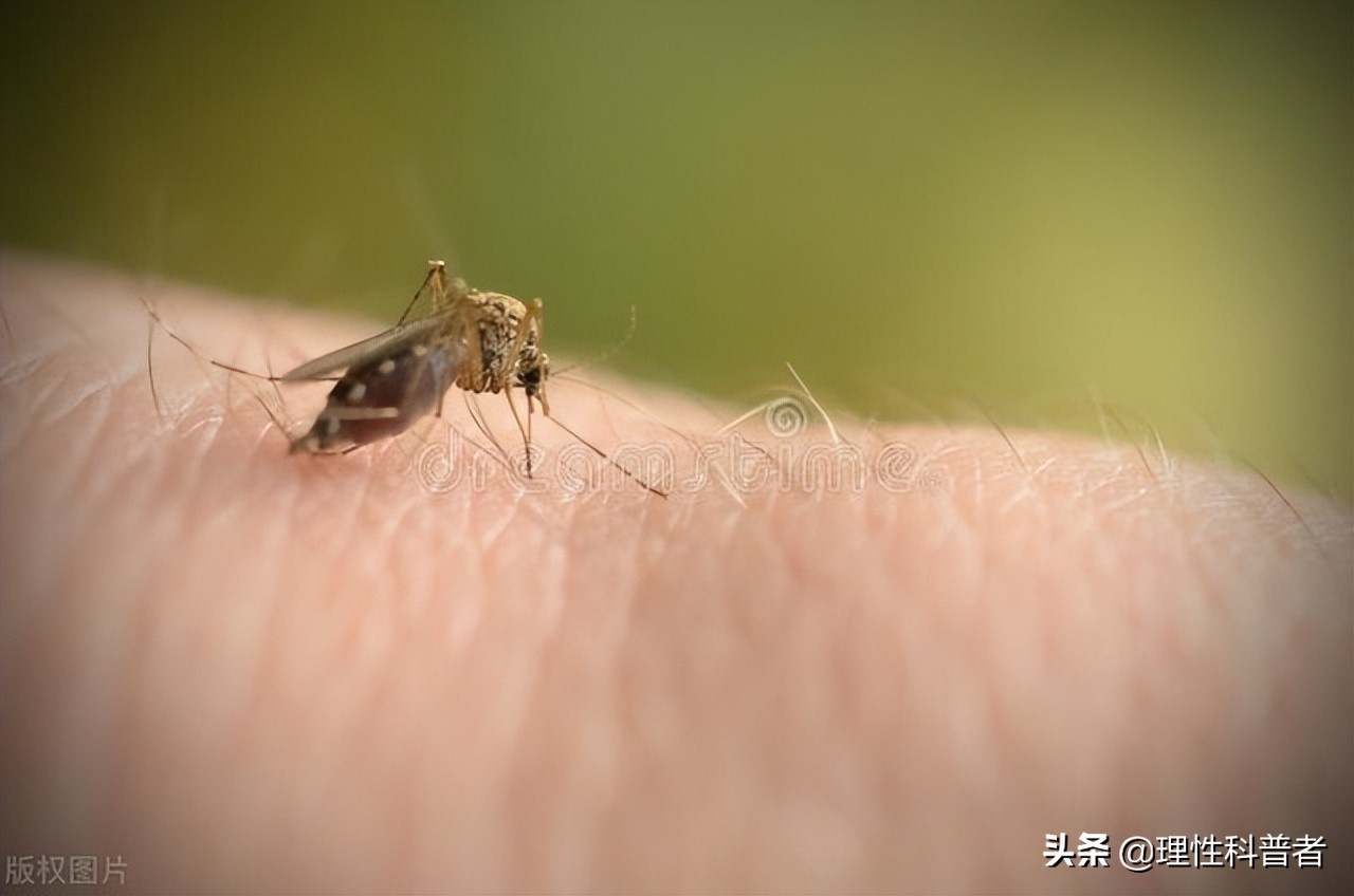 为什么蚊子不灭绝（不能把蚊子全部灭绝的真实原因）-第5张图片