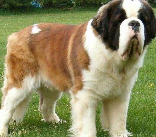 世界上最大的狗叫什么名字（体型巨大的狗有多重图片）-第2张图片