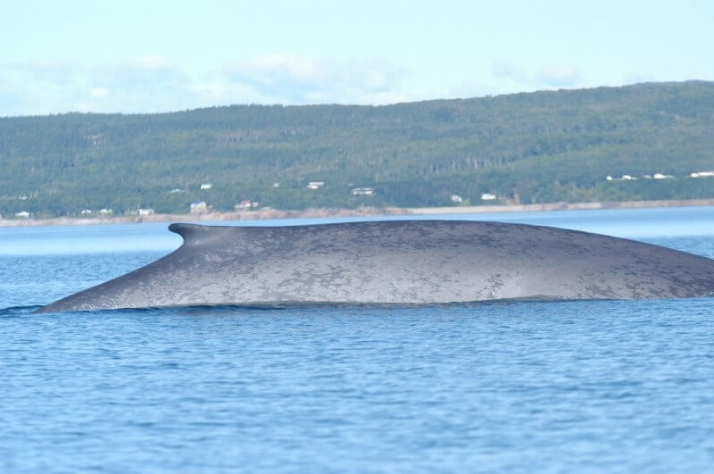 海洋中虎鲸和蓝鲸谁厉害（虎鲸想要猎杀蓝鲸容易吗）-第3张图片