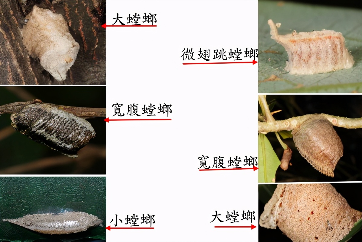 螳螂为什么要吃掉自己的配偶(农村野外树林里，为啥雌螳螂交配时候要吃掉公螳螂)-第15张图片