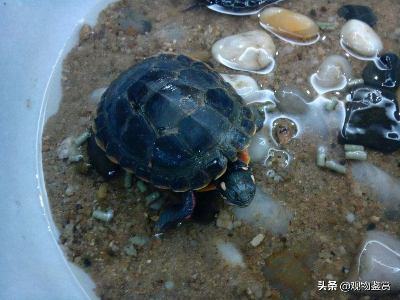 乌龟吃什么(乌龟一般吃的是什么,要在什么时候喂食物才正确)-第2张图片