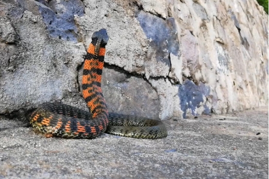 鸡冠蛇真实照片（民间传闻最广的鸡冠蛇是否真的存在）-第7张图片