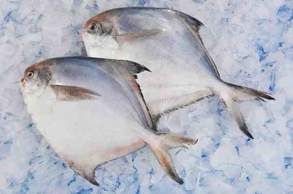 厄瓜多尔冷冻鲳鱼检出新冠病毒-第1张图片