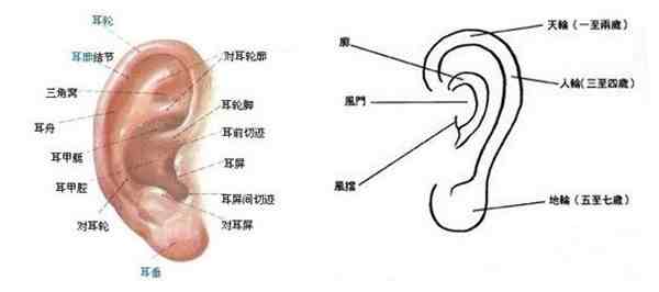 耳朵上长痣代表什么（耳朵不同部位长痣代表什么）-第1张图片