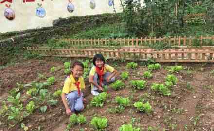 小学开设丰收课挖自己种的红薯-第1张图片