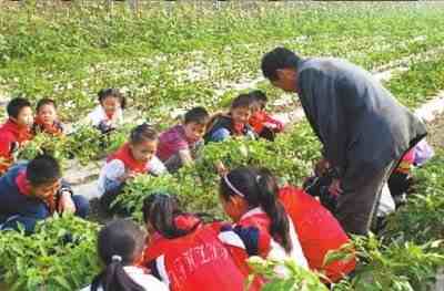 小学开设丰收课挖自己种的红薯-第2张图片