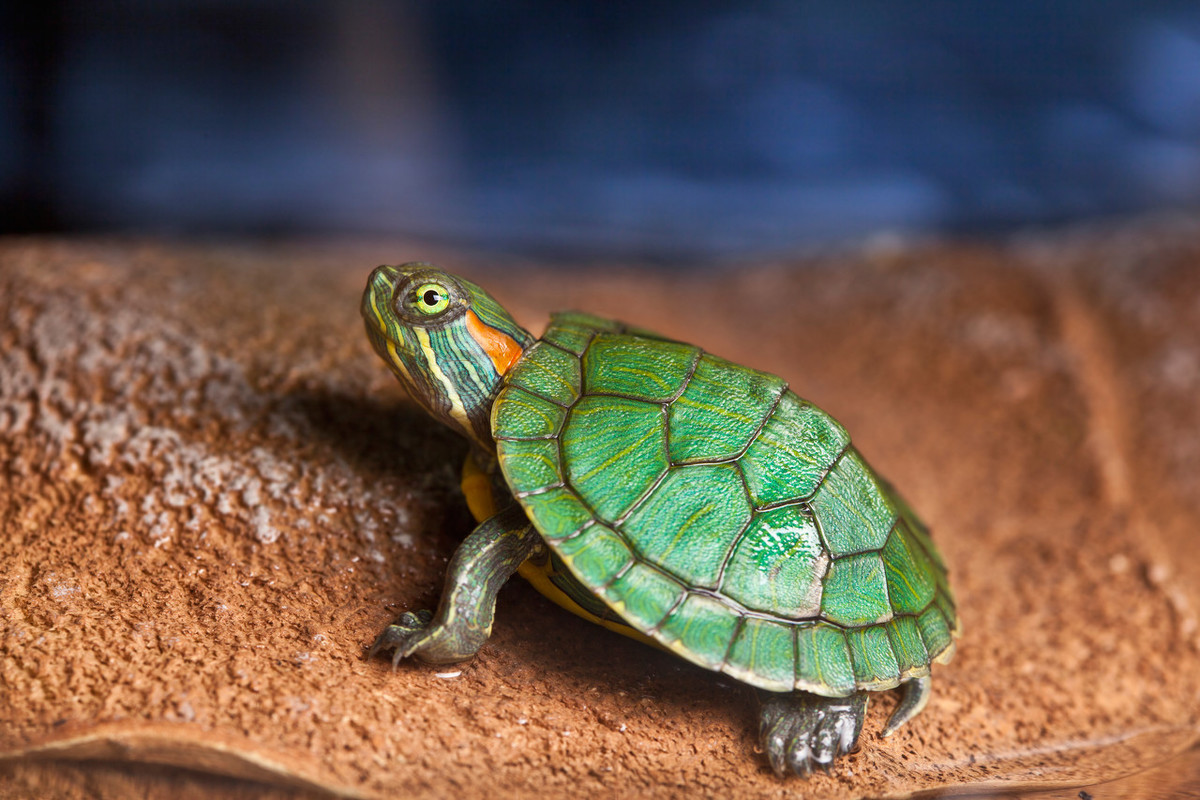 乌龟公母怎么分辨（如何清楚分辨乌龟是雄性还是雌性）-第4张图片