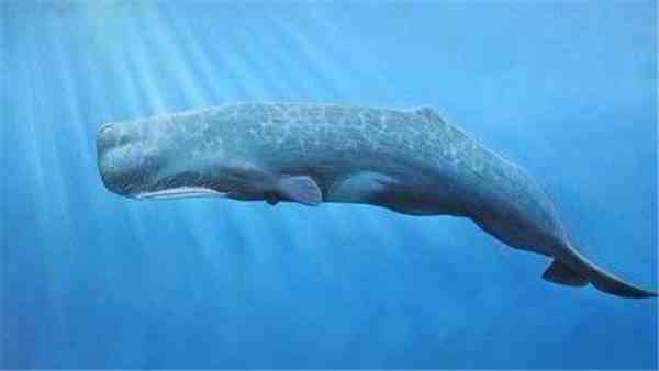 抹香鲸为什么叫抹香鲸（关于抹香鲸你知道多少）-第1张图片