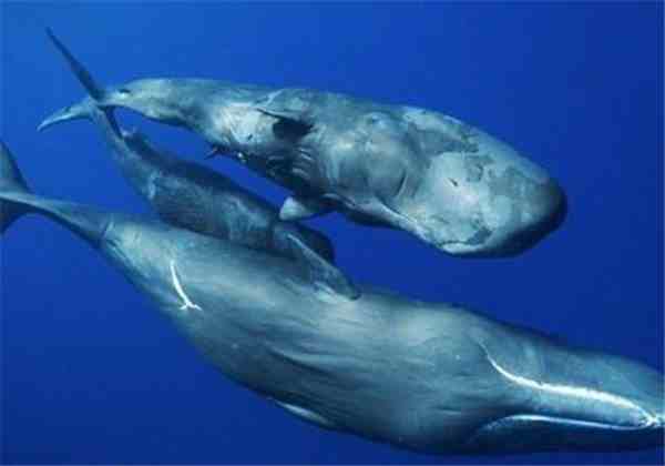 抹香鲸为什么叫抹香鲸（关于抹香鲸你知道多少）-第2张图片