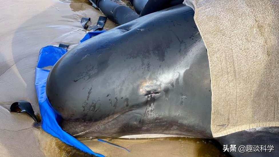 中国抹香鲸搁浅事件案例（抹香鲸为什么会被搁浅死亡）-第17张图片