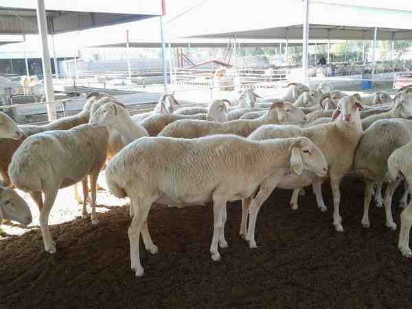 12000只羊加工后正运往武汉-蒙古赠送的3万只羊怎么处理的-第1张图片