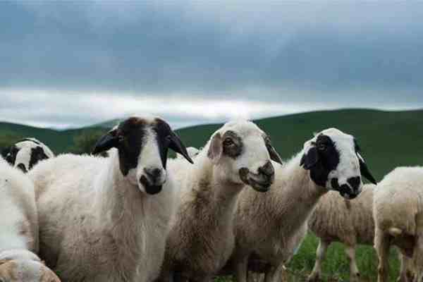 12000只羊加工后正运往武汉-蒙古国送中国30000只羊去哪里了-第1张图片