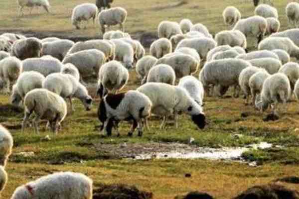 12000只羊加工后正运往武汉-蒙古国送中国30000只羊去哪里了-第2张图片