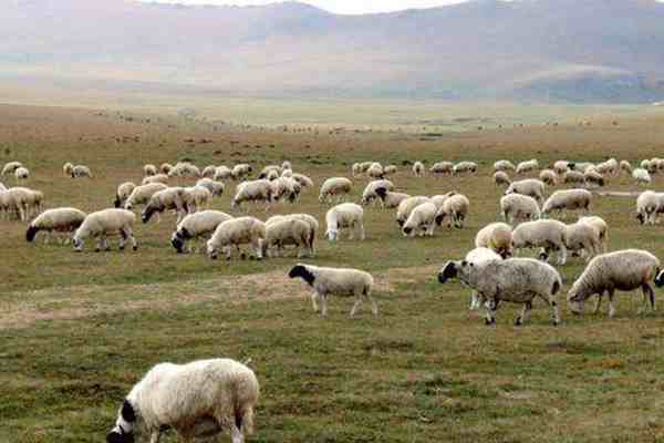 12000只羊加工后正运往武汉-蒙古国送中国30000只羊去哪里了-第3张图片