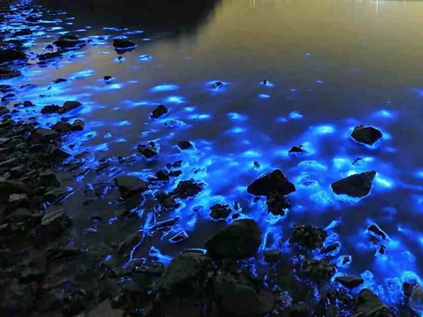 葫芦岛海边现罕见荧光海-荧光海在什么情况下能够出现-第2张图片