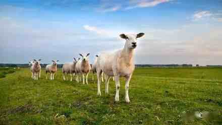 接首批12000只羊的车队从武汉出发-蒙古国送中国30000只羊去哪里了-第1张图片