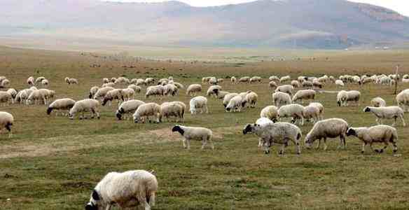 接首批12000只羊的车队从武汉出发-蒙古国送中国30000只羊去哪里了-第3张图片