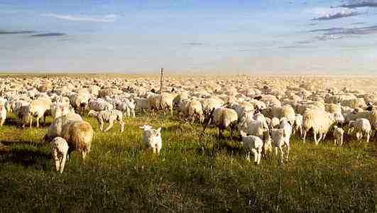 接首批12000只羊的车队从武汉出发-蒙古国送中国30000只羊去哪里了-第2张图片