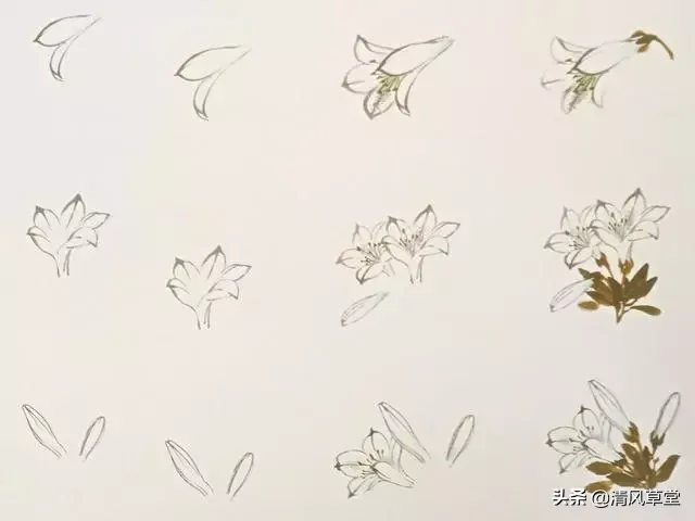 花的画法（史上最全花卉画法）-第3张图片