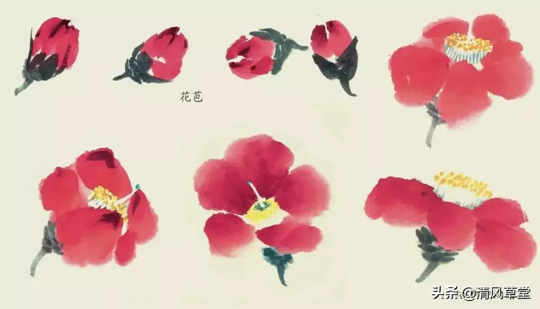花的画法（史上最全花卉画法）-第35张图片