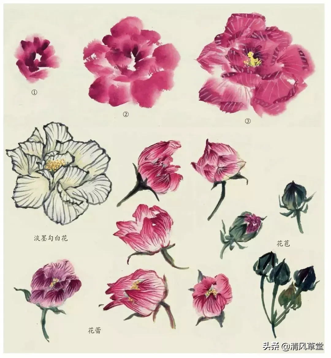 花的画法（史上最全花卉画法）-第44张图片