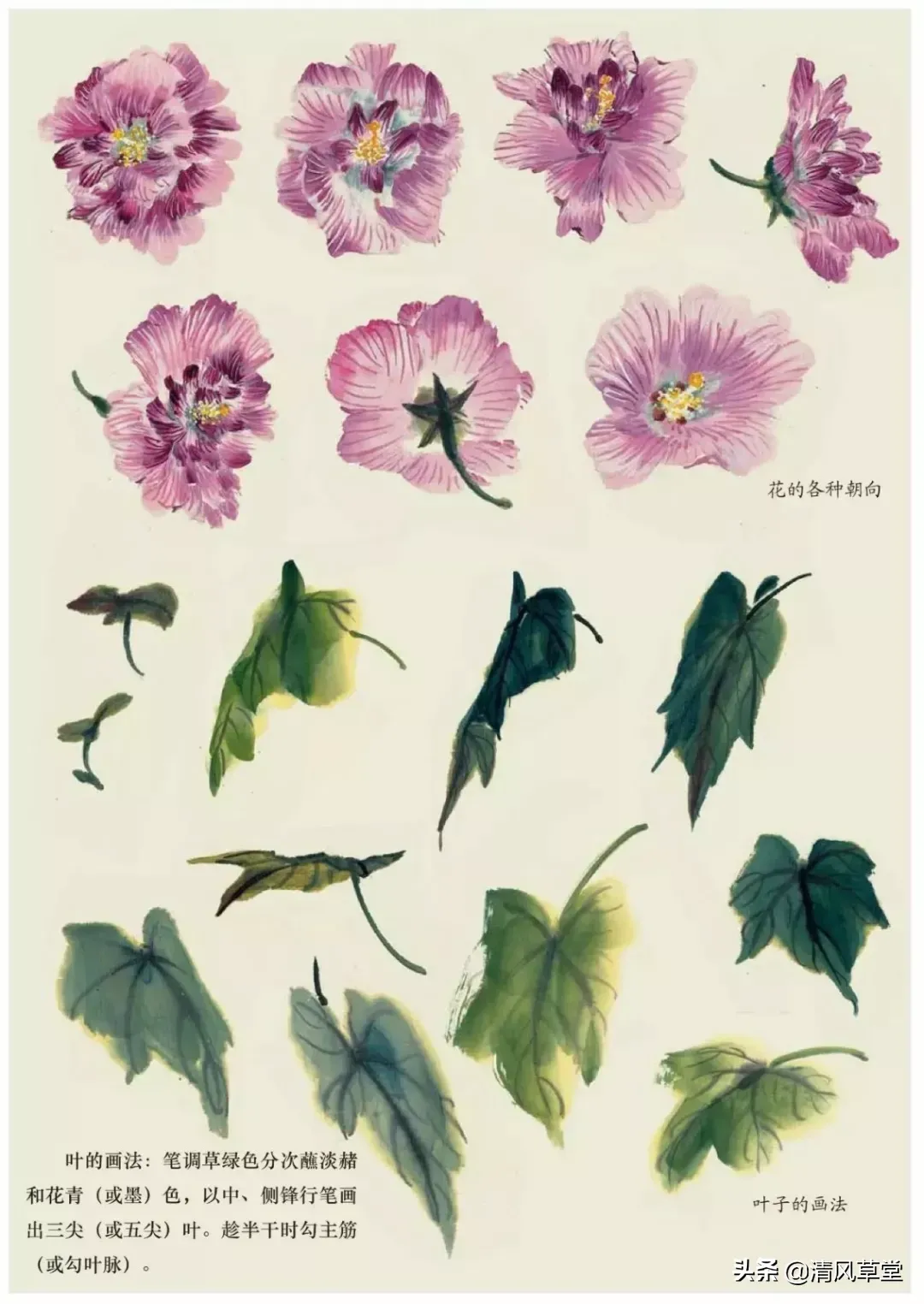 花的画法（史上最全花卉画法）-第45张图片