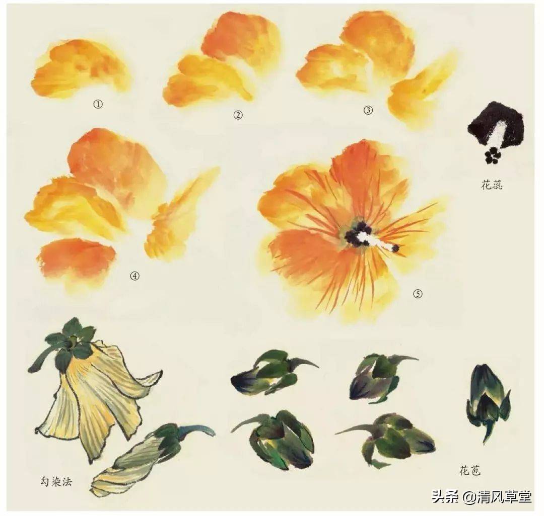 花的画法（史上最全花卉画法）-第47张图片