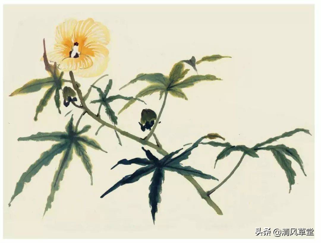 花的画法（史上最全花卉画法）-第50张图片