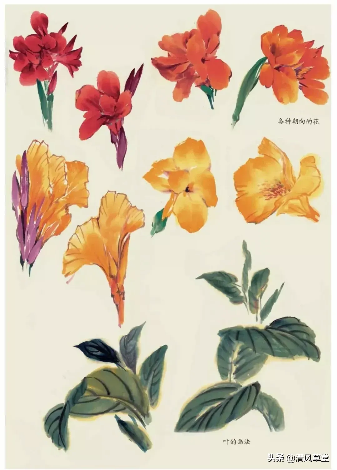花的画法（史上最全花卉画法）-第52张图片