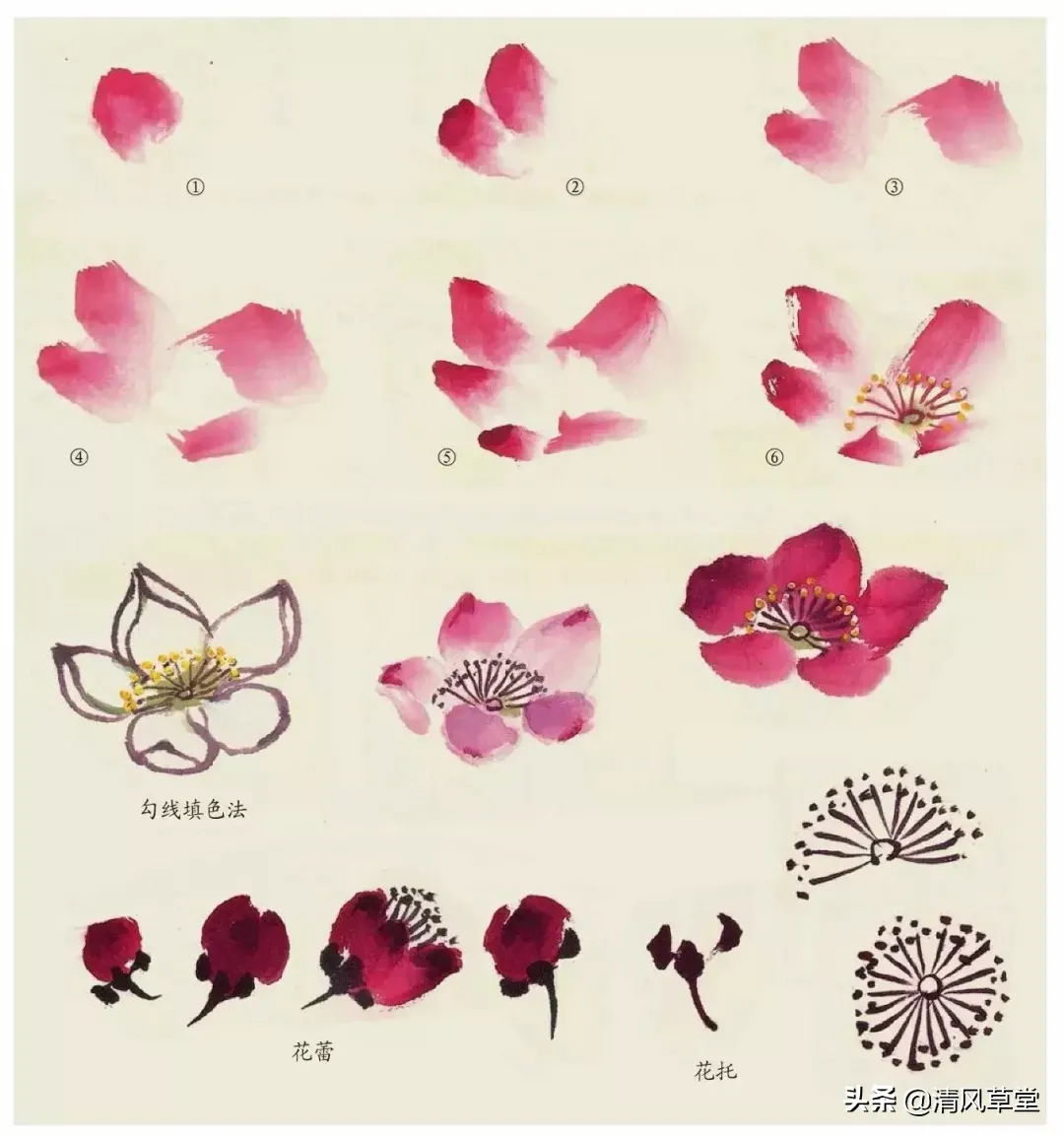 花的画法（史上最全花卉画法）-第60张图片