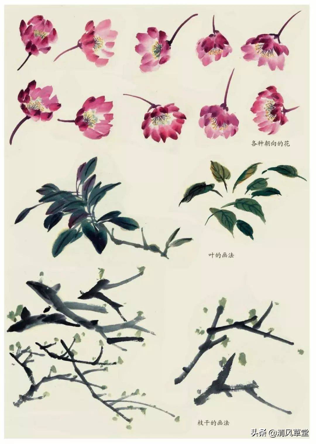 花的画法（史上最全花卉画法）-第66张图片
