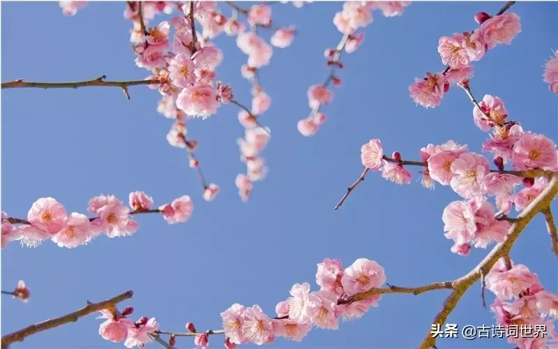 关于花的诗（七首写花的经典古诗词）-第18张图片