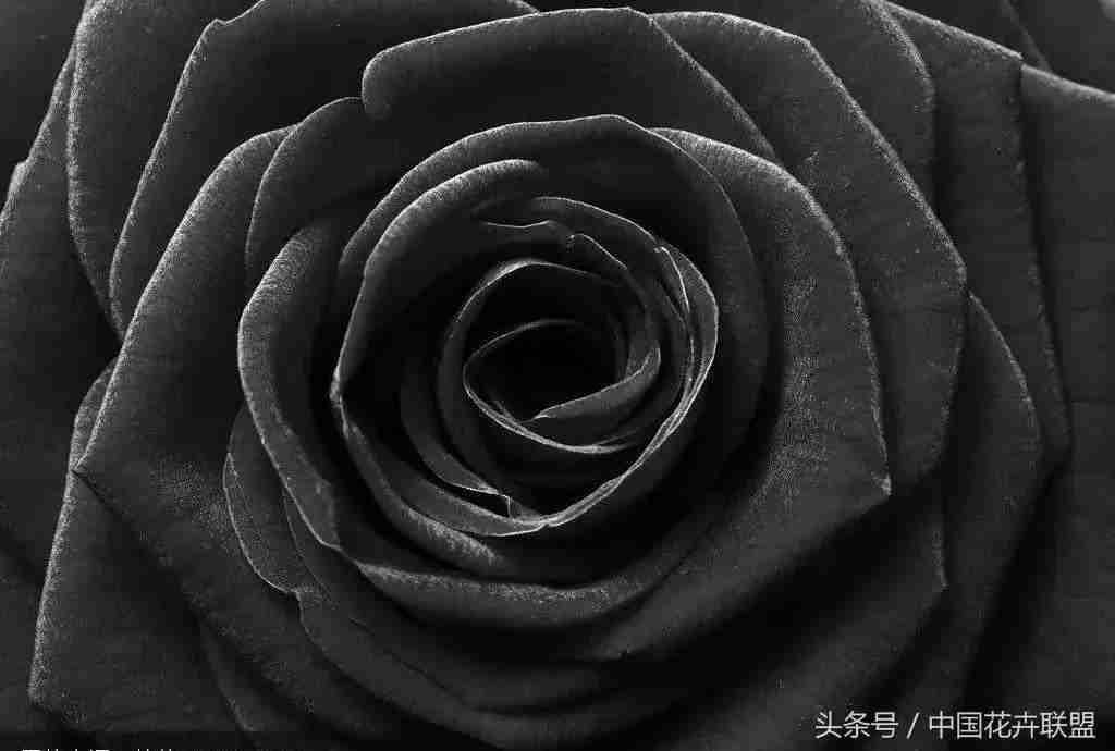 黑玫瑰花（每日一花黑玫瑰）-第1张图片