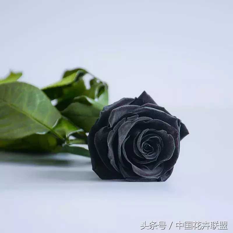 黑玫瑰花（每日一花黑玫瑰）-第3张图片