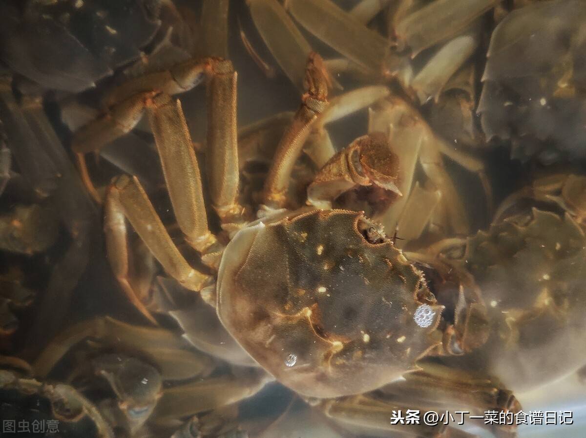 螃蟹如何保存（螃蟹买多吃不完怎么保存？）-第2张图片