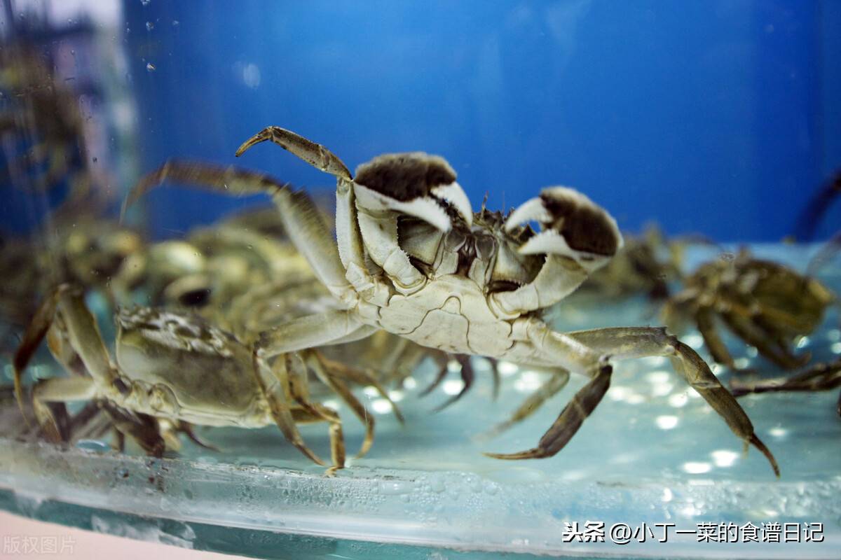 螃蟹如何保存（螃蟹买多吃不完怎么保存？）-第1张图片