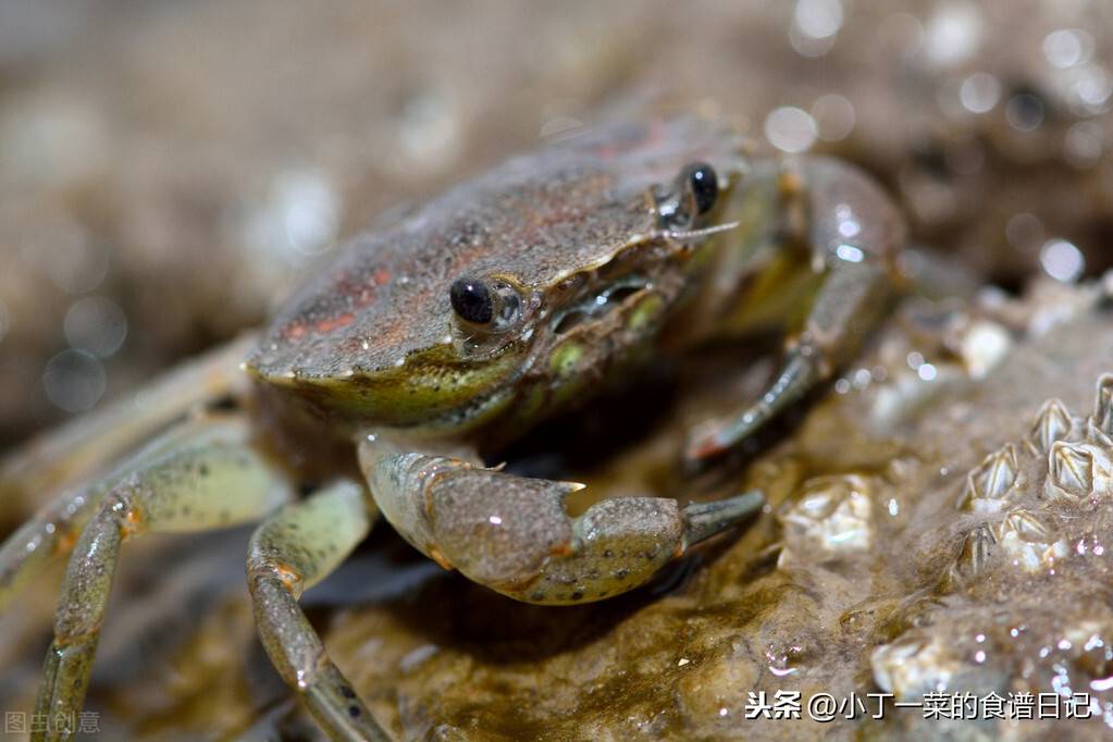 螃蟹如何保存（螃蟹买多吃不完怎么保存？）-第4张图片