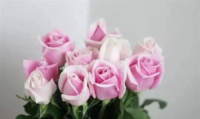 粉红色玫瑰花（粉红色玫瑰玫瑰）-第4张图片