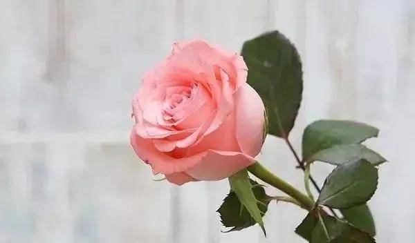 粉红色玫瑰花（粉红色玫瑰玫瑰）-第3张图片