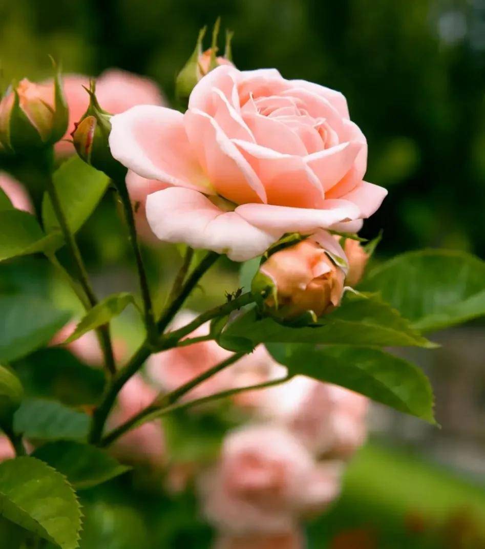 粉红色玫瑰花（粉红色玫瑰玫瑰）-第1张图片