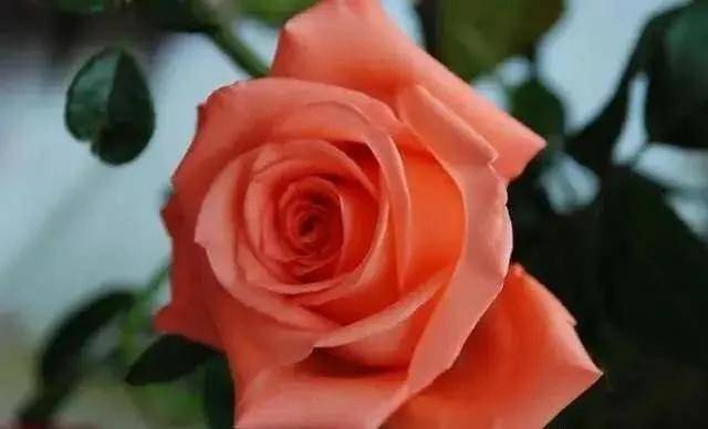 粉红色玫瑰花（粉红色玫瑰玫瑰）-第5张图片