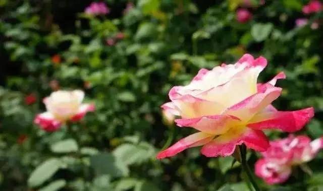 粉红色玫瑰花（粉红色玫瑰玫瑰）-第7张图片