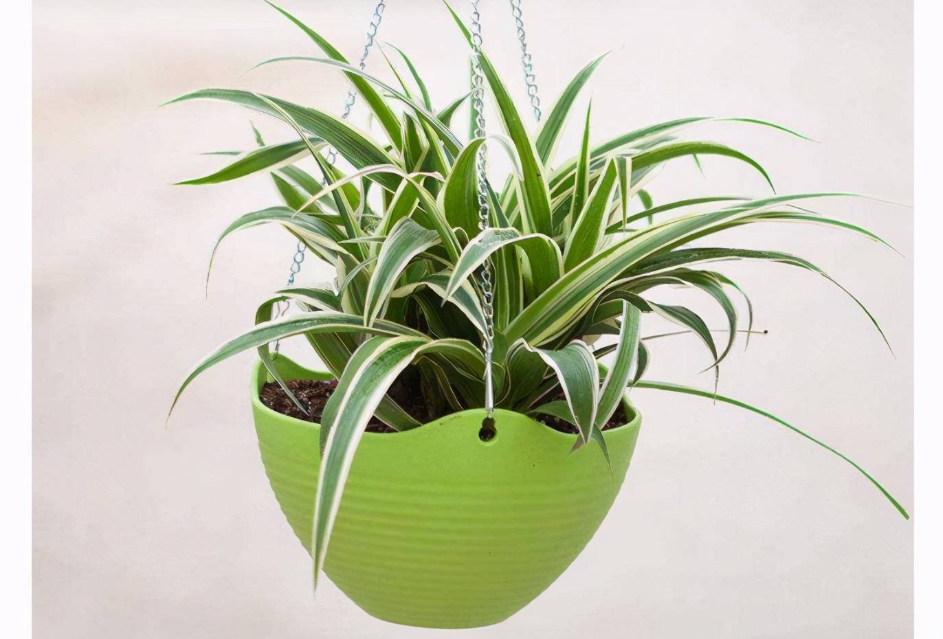 室内净化空气植物（10种室内最好养的植物）-第2张图片